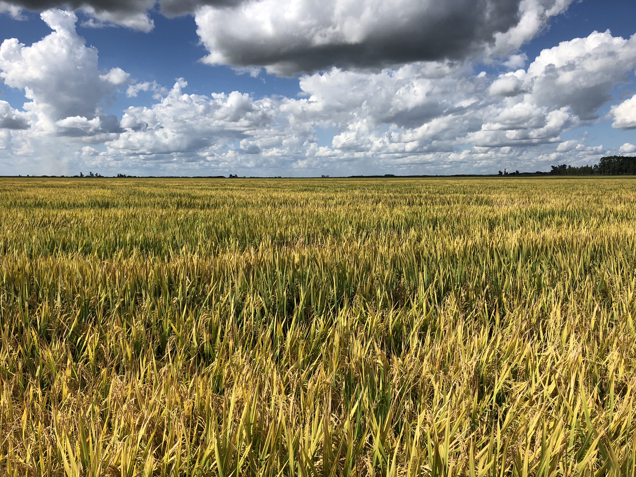Lavoura de arroz Bonachão em São Borja, Rio Grande do Sul, sob céu de nuvens.